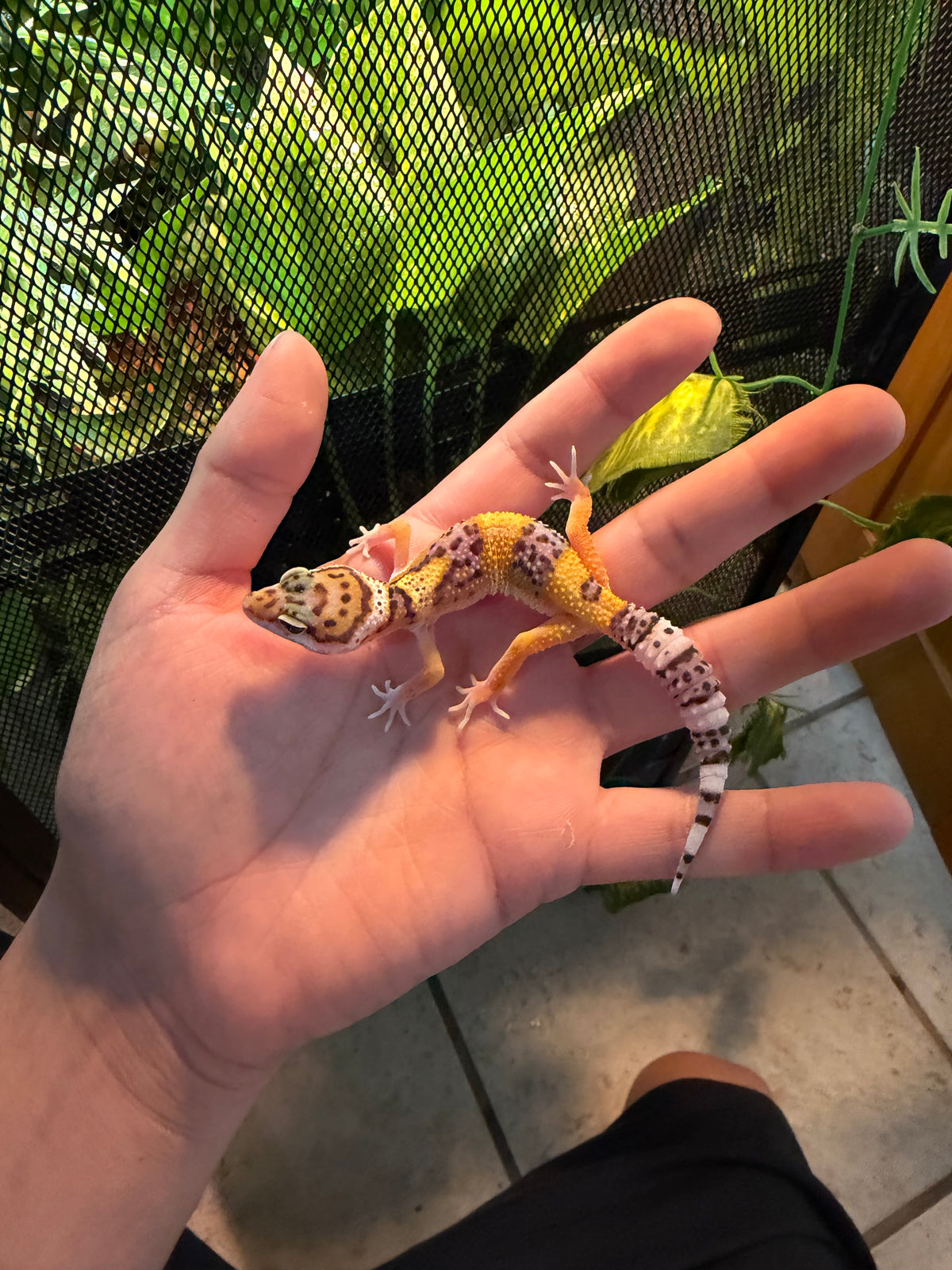 GECKO LEOPARDO HIGH YELLOW INCUBADO PARA HEMBRA 194