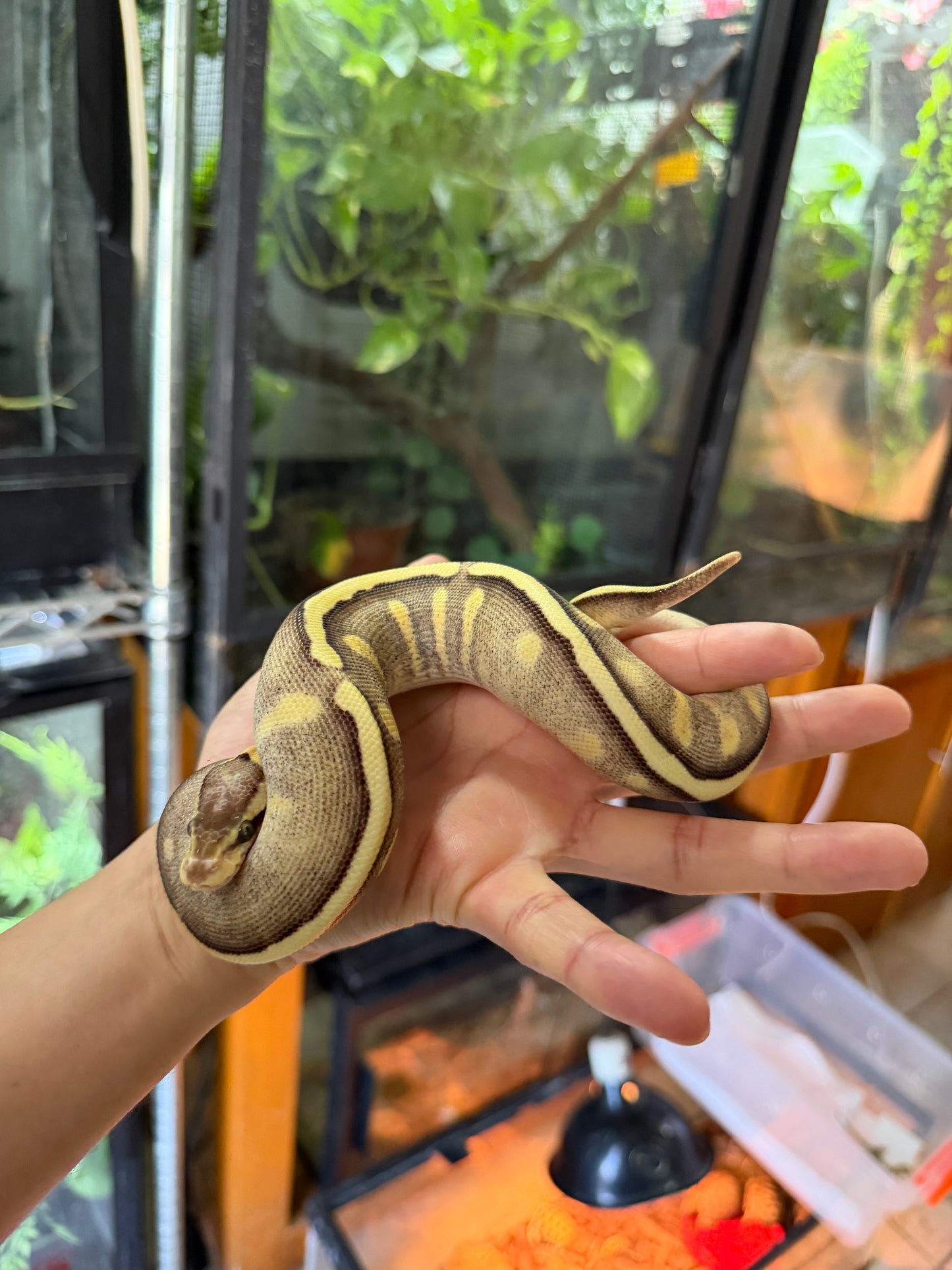 PITÓN BOLA GHI MOJAVE PASTEL YB/SPECTER HEMBRA. (CON MICROCHIP)