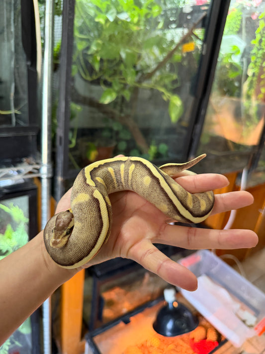 PITÓN BOLA GHI MOJAVE PASTEL YB/SPECTER HEMBRA. (CON MICROCHIP)