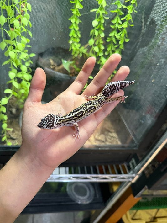 GECKO LEOPARDO MACK SNOW JUNGLE HEMBRA 6317