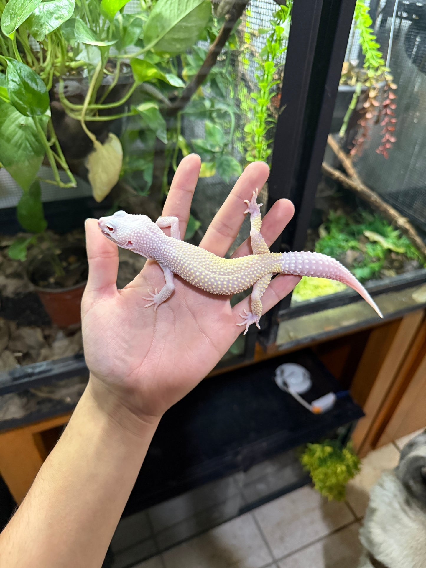 Gecko leopardo DIABLO BLANCO macho 4