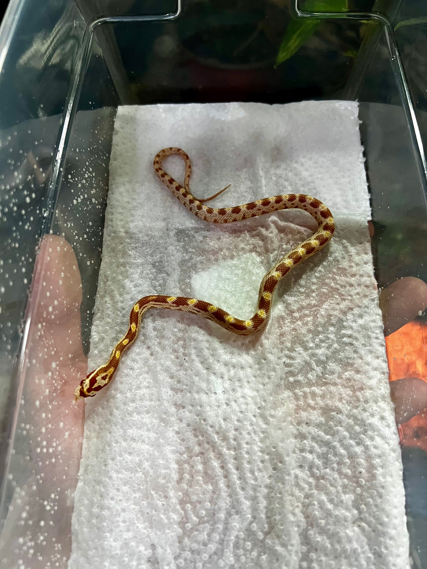 SERPIENTE MAICERA BUTTER MACHO 30