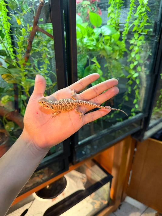 DRAGÓN BARBUDO HYPO LEATHERBACK 8