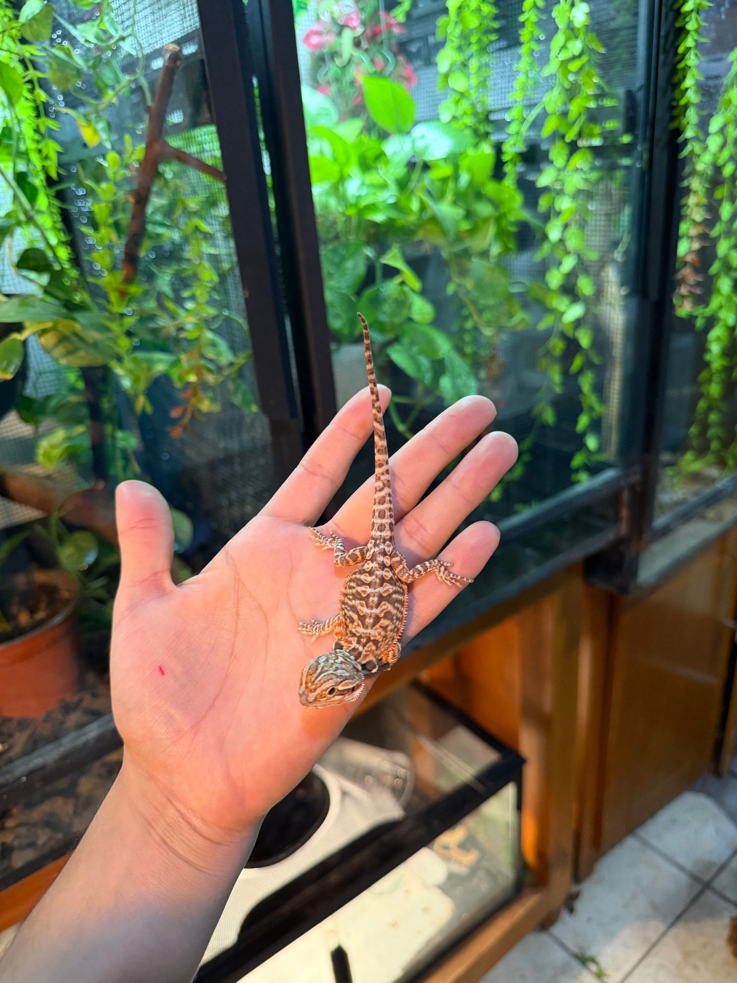 DRAGÓN BARBUDO HYPO LEATHERBACK 15