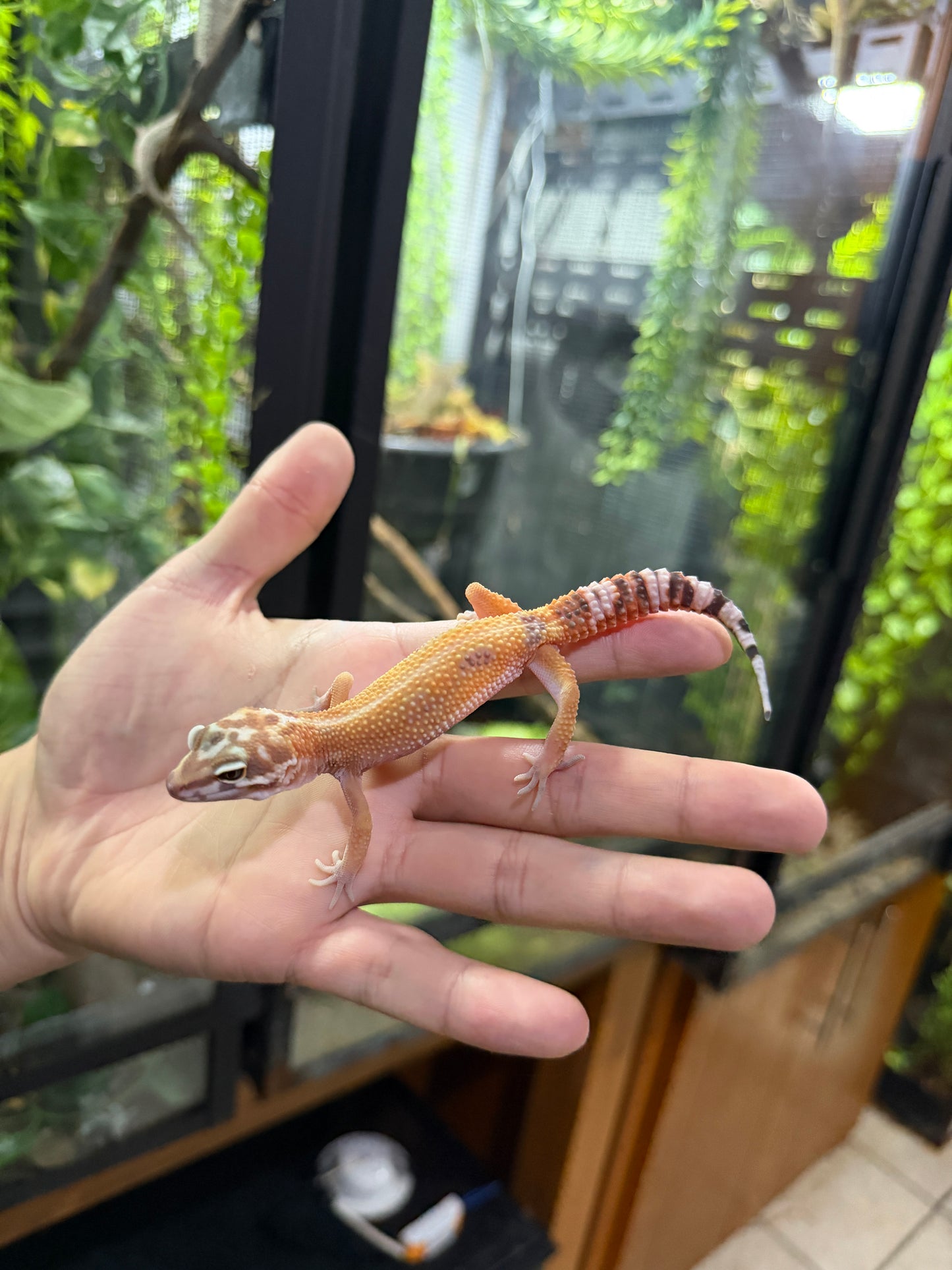 Gecko leopardo TREMPER TANGERINE HC 40