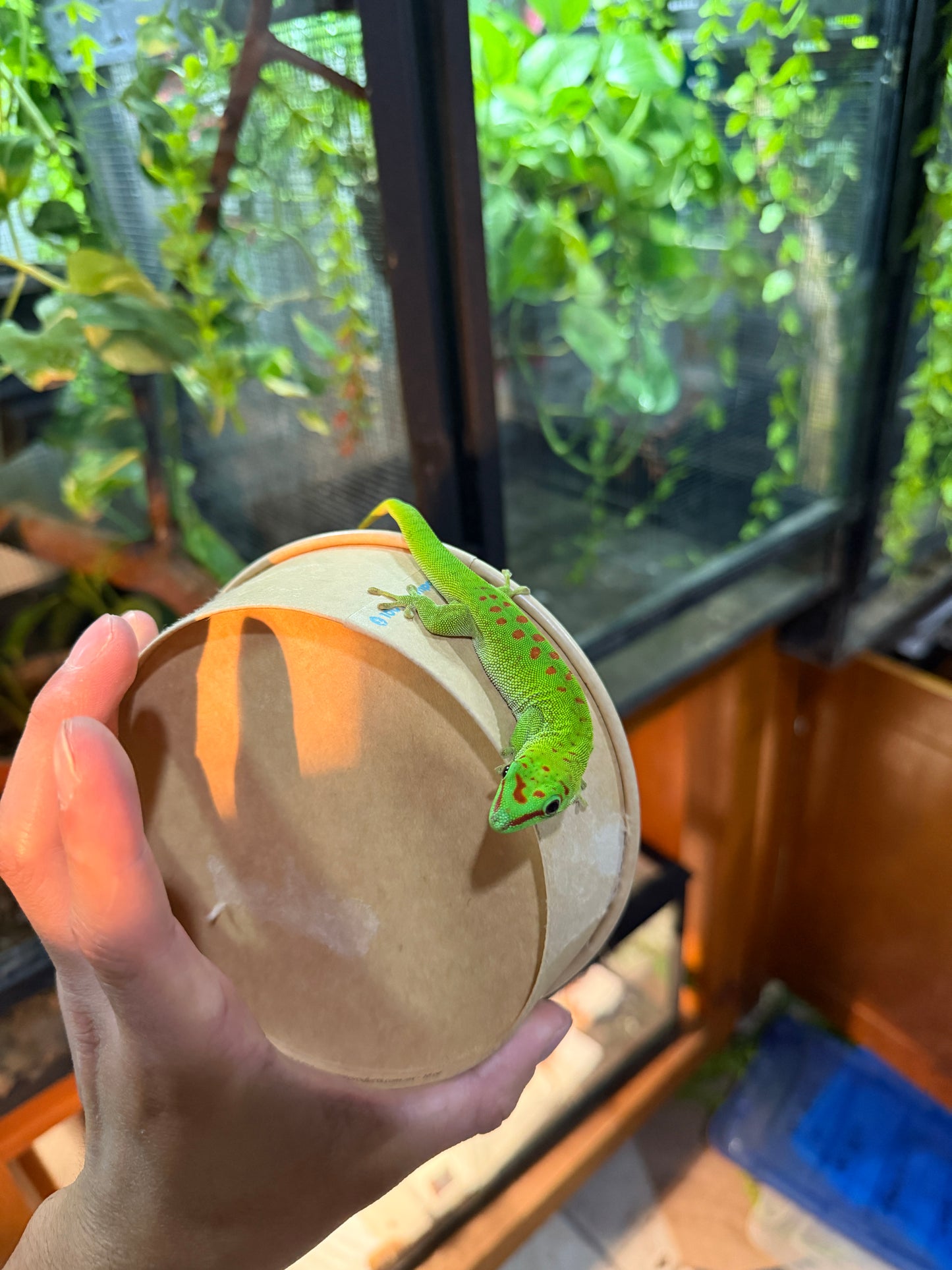 GECKO GIGANTE DE MADAGASCAR JUVENIL 1 CON APROVECHAMIENTO EMITIDO POR SEMARNAT
