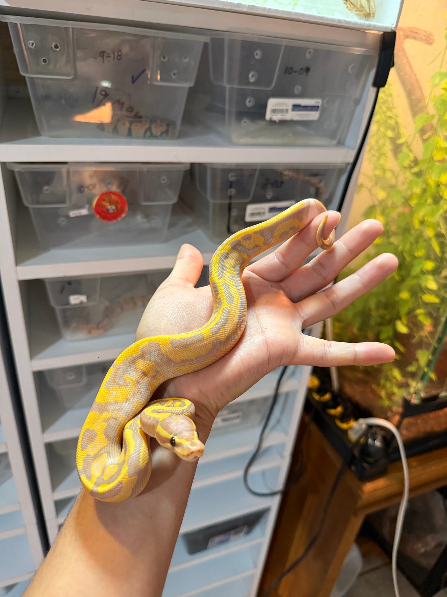 PITÓN BOLA BANANA PIED MACHO 20-03
