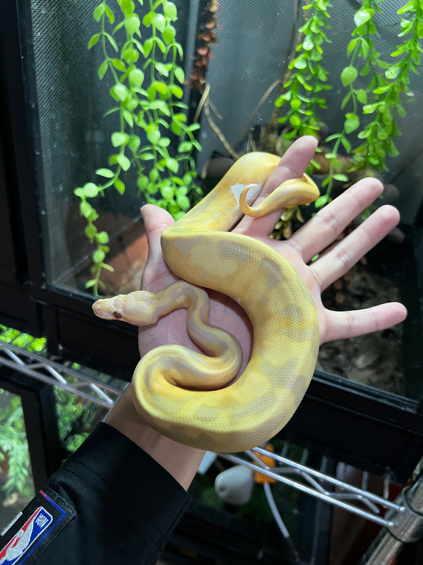 CANDY PIED MACHO 67