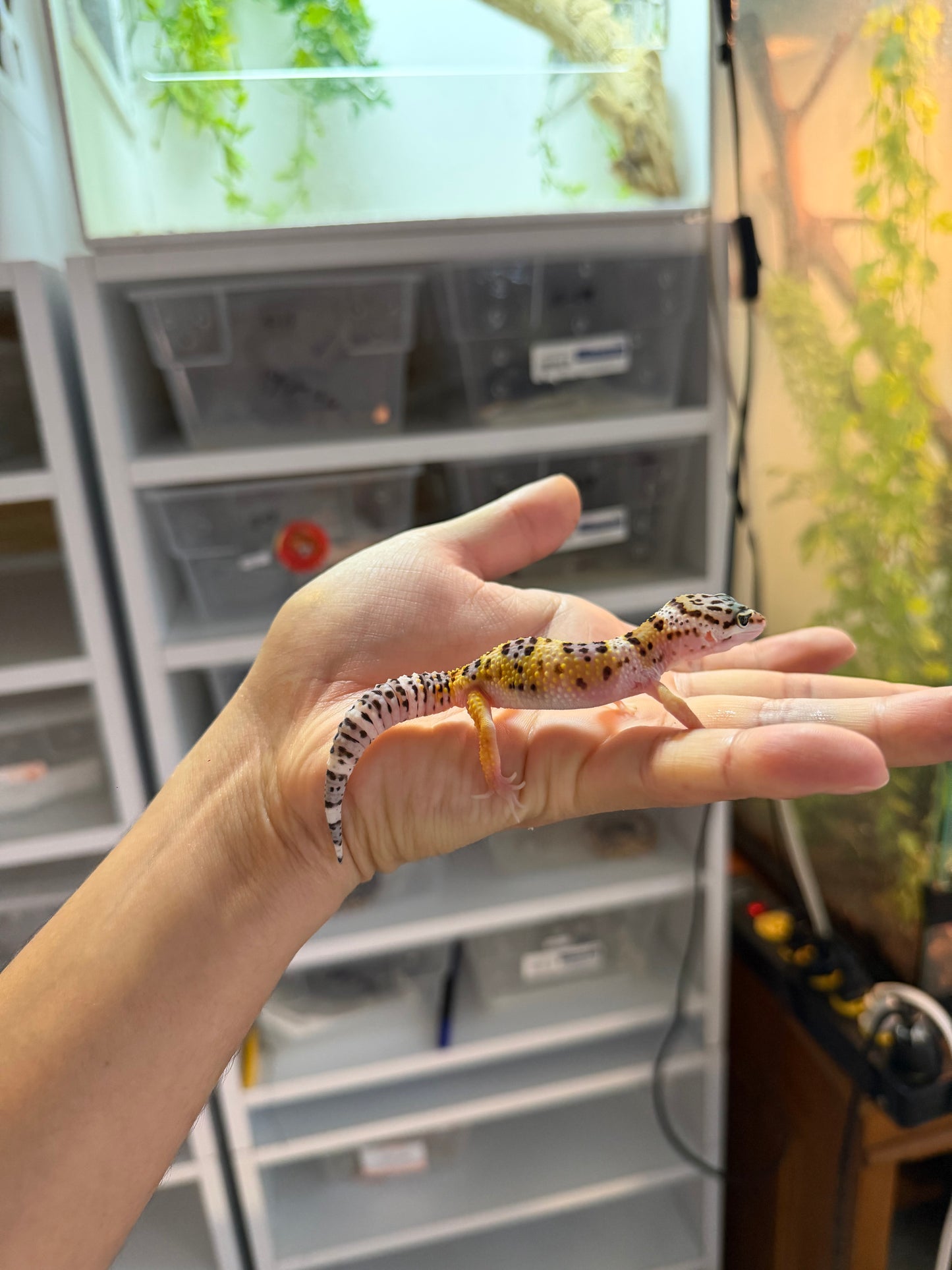 GECKO LEOPARDO HIGH YELLOW HET TREMPER 1