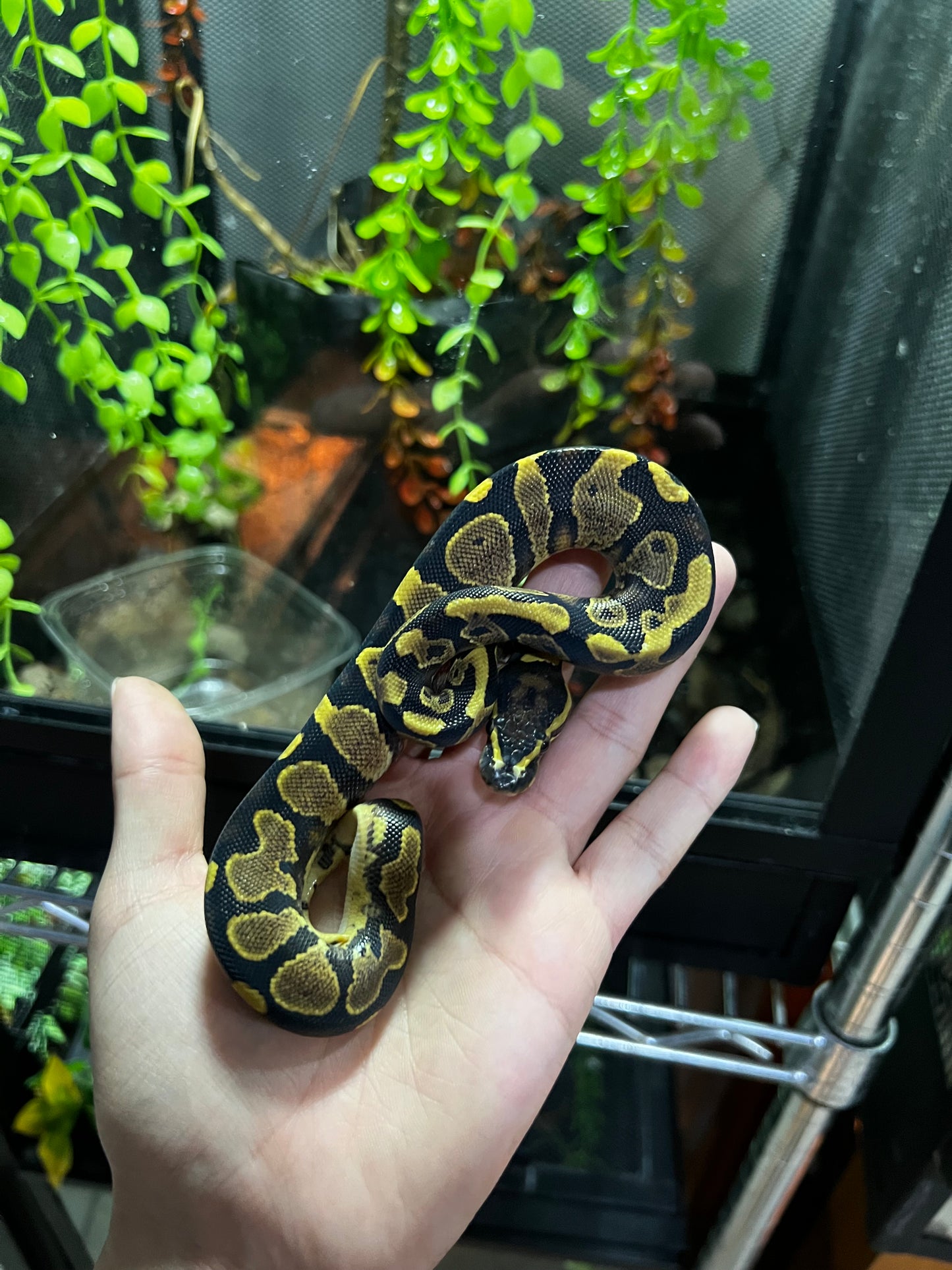 YELLOW BELLY MACHO 66