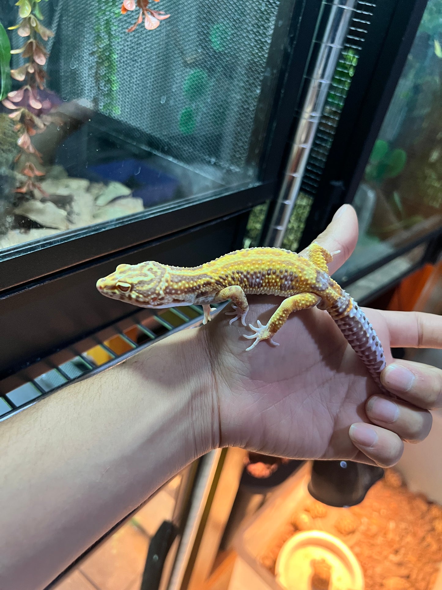 BEL ALBINO HEMBRA 36