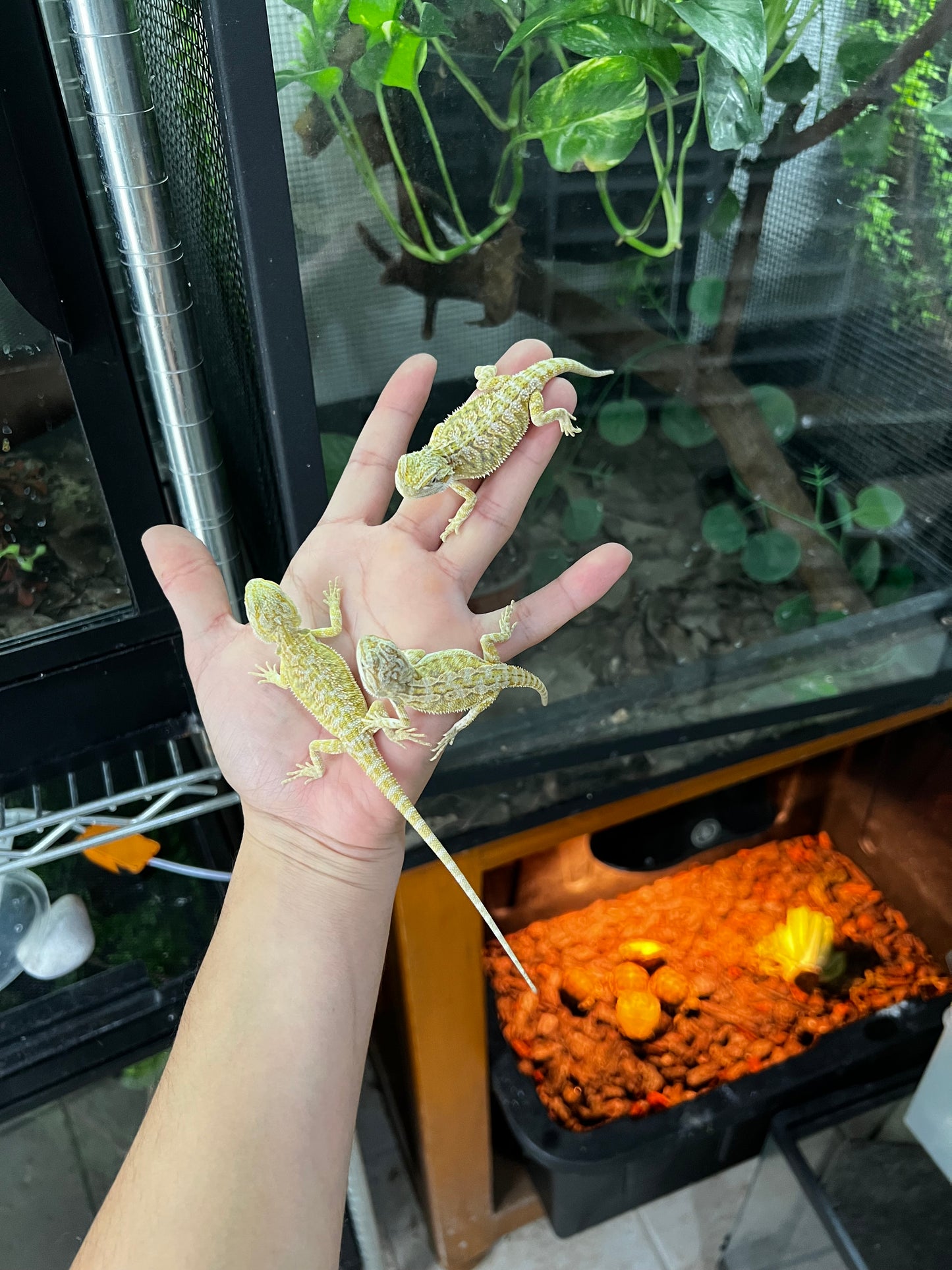 DRAGÓN BARBUDO CITRUS