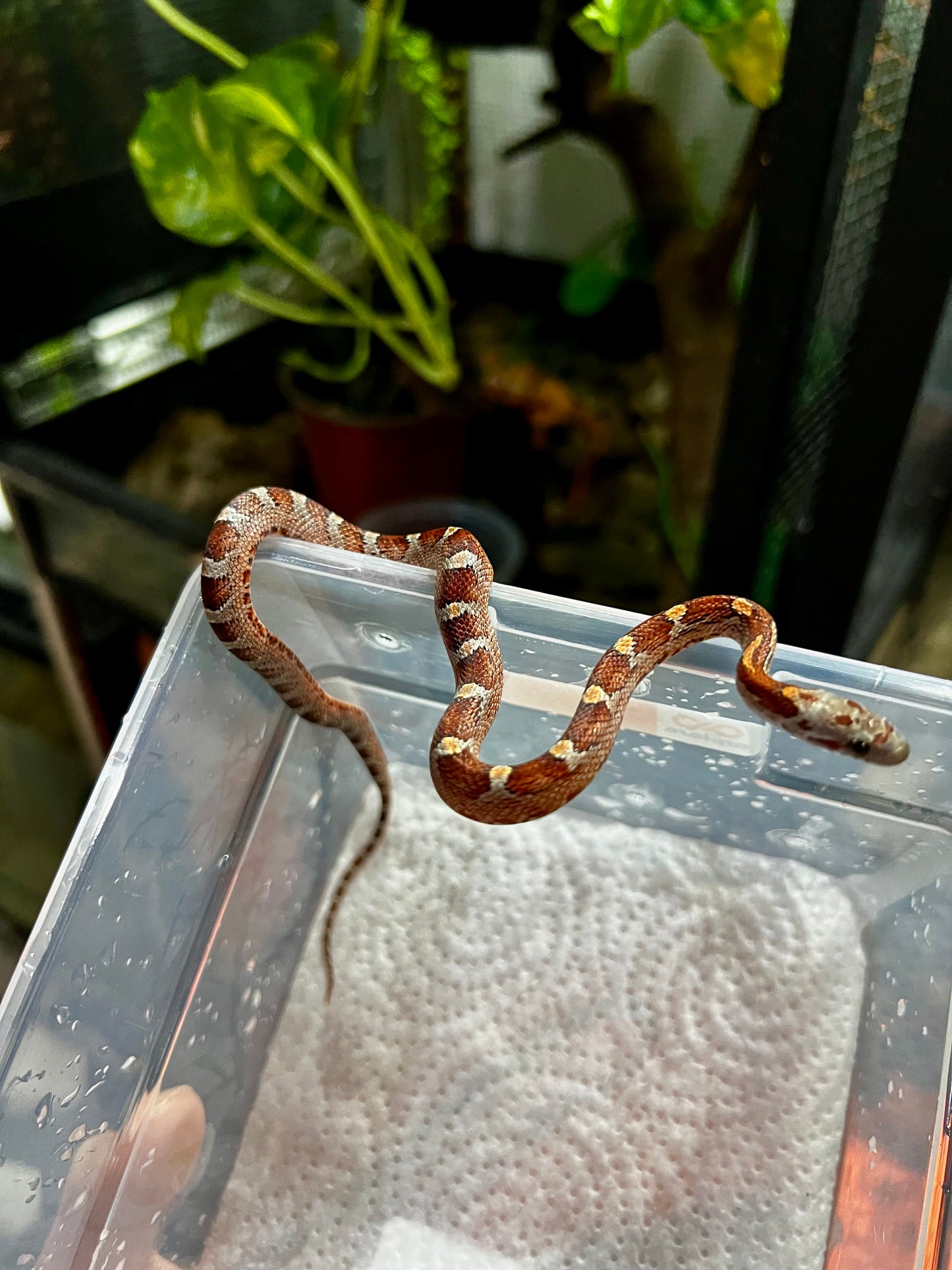 SERPIENTE MAICERA MIAMI HEMBRA 7