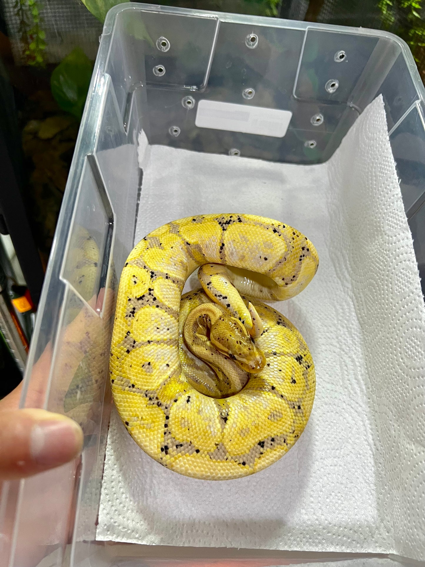 BANANA MACHO ADULTO