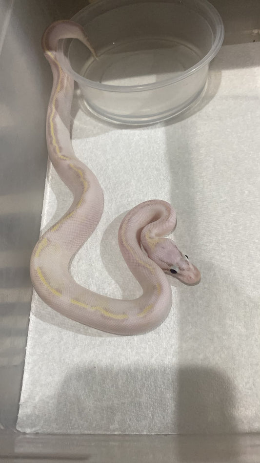 PITÓN BOLA IVORY PASTEL