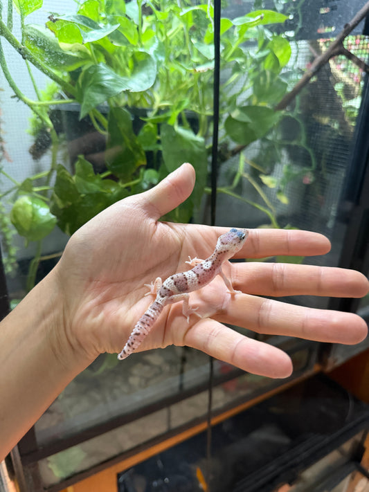 GECKO LEOPARDO MACK SNOW HET RADAR POSS HET BLIZZARD