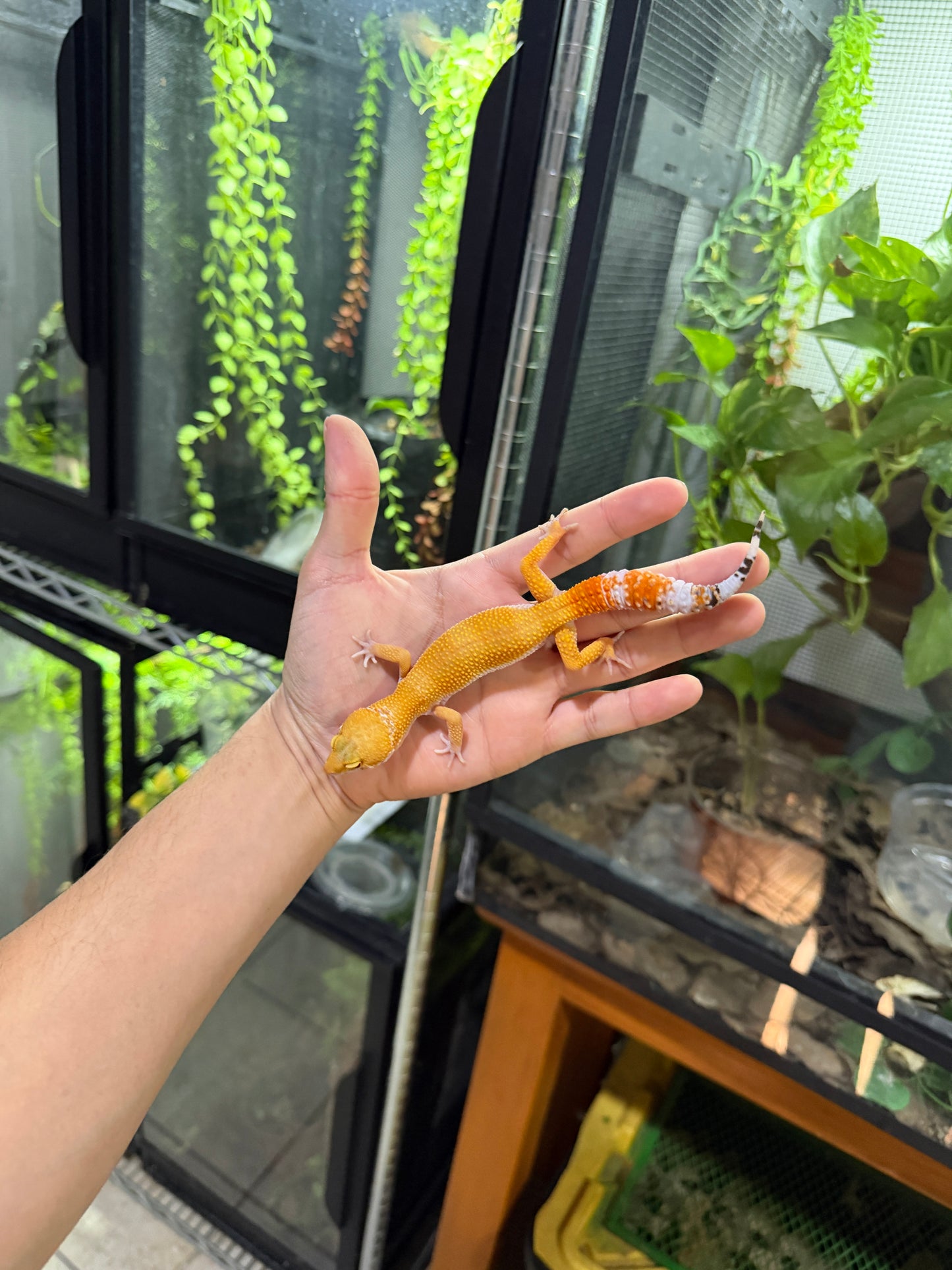 GECKO LEOPARDO SUPER HYPO TANGERINE HEMBRA 6264