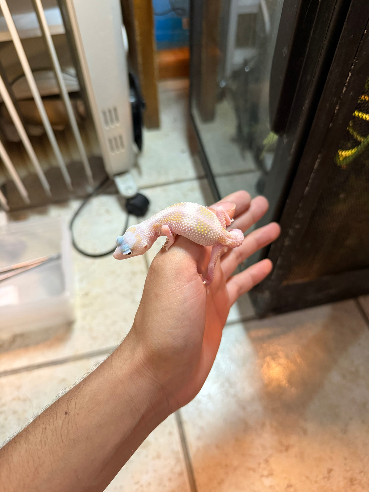 GECKO LEOPARDO MACK SNOW RAPTOR WY INCUBADO PARA MACHO 127