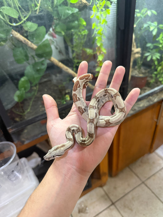 BOA COLOMBIANA HYPO HET ANERY 50% HET ALBINO KHAL HEMBRA