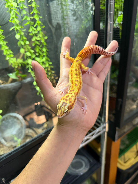 GECKO LEOPARDO Raptor (Ruby Eye) macho 1