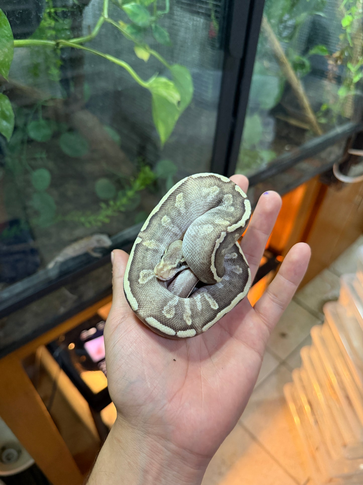 PITÓN BOLA MOJAVE GHI HYPO MACHO 9