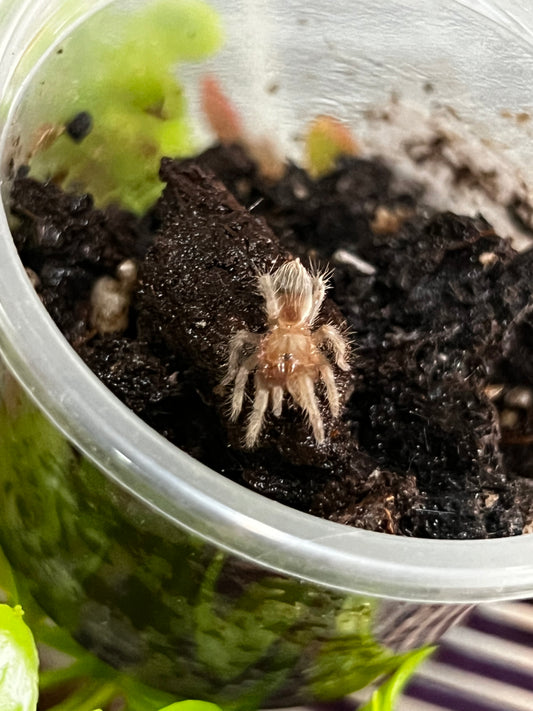 Ling Tarántula veracruzana (tliltocatl kahlenbergi) anexo última foto de un ejemplar adulto)