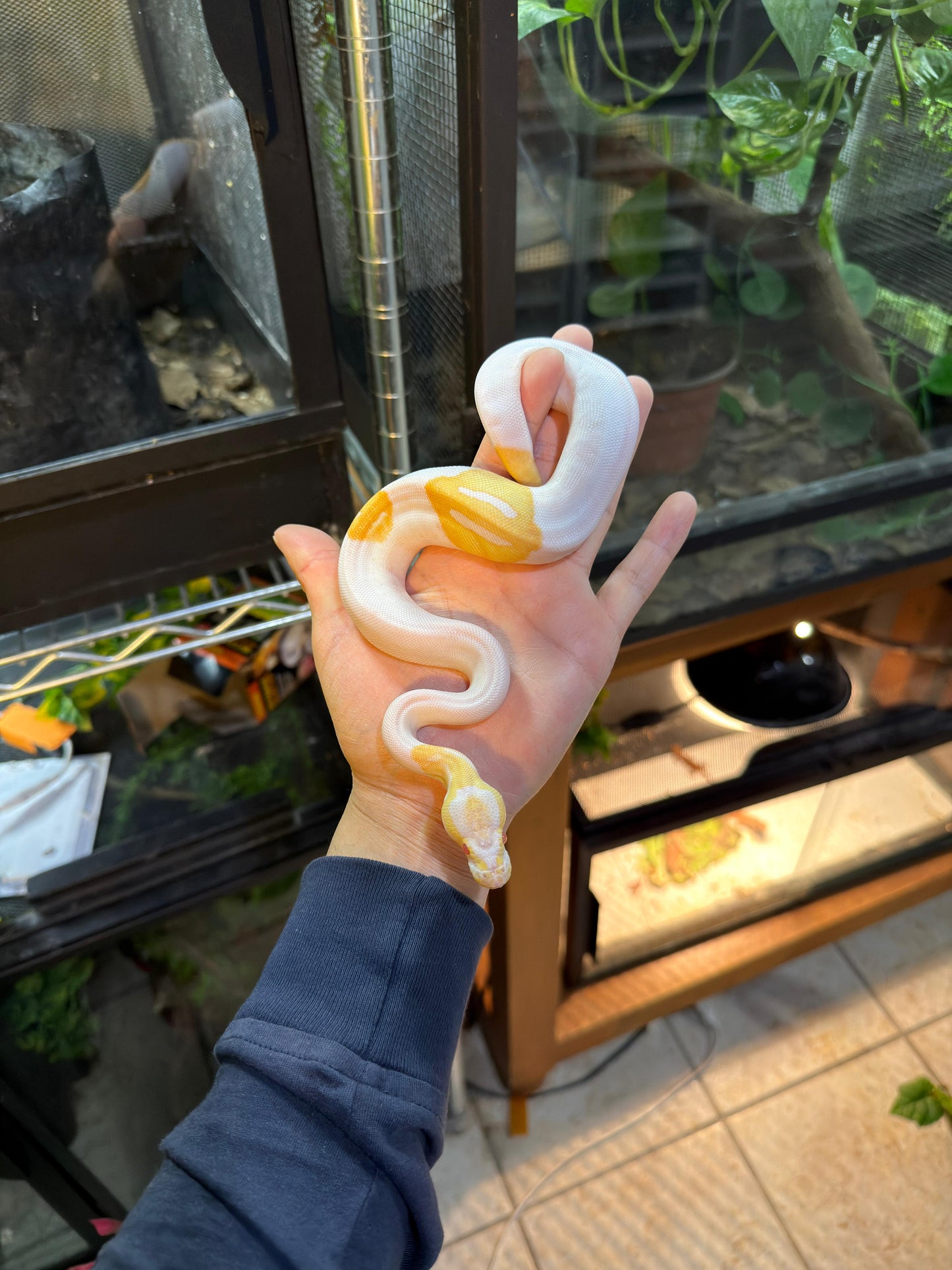 PITÓN BOLA ALBINO PIED MACHO