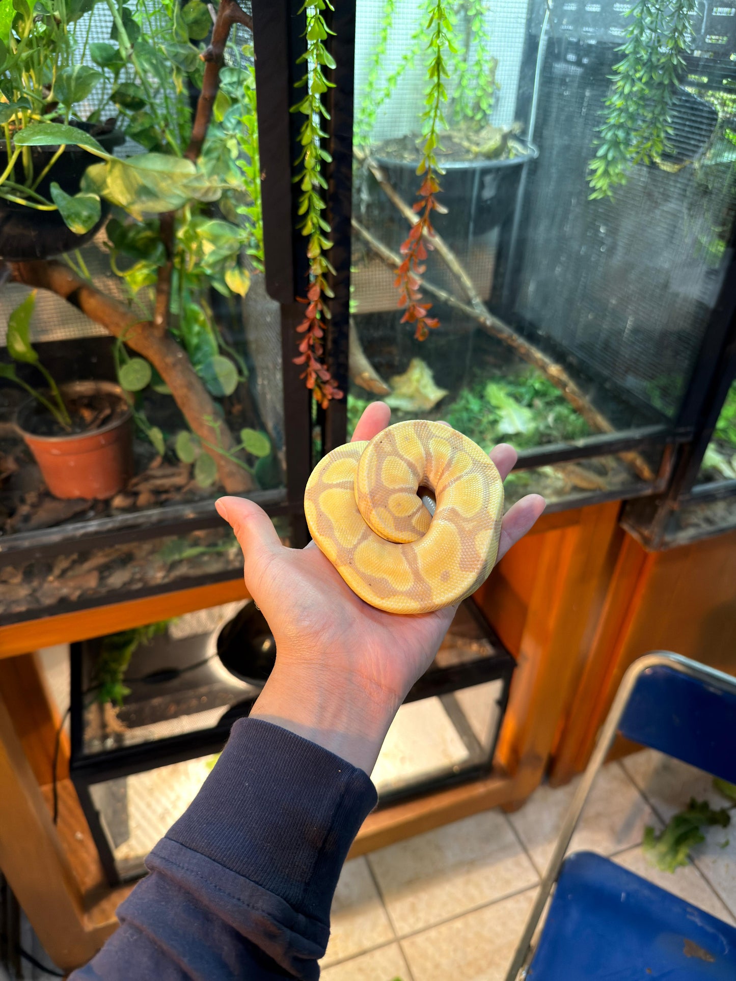 PITÓN BOLA BANANA ENCHI HET CLOWN macho