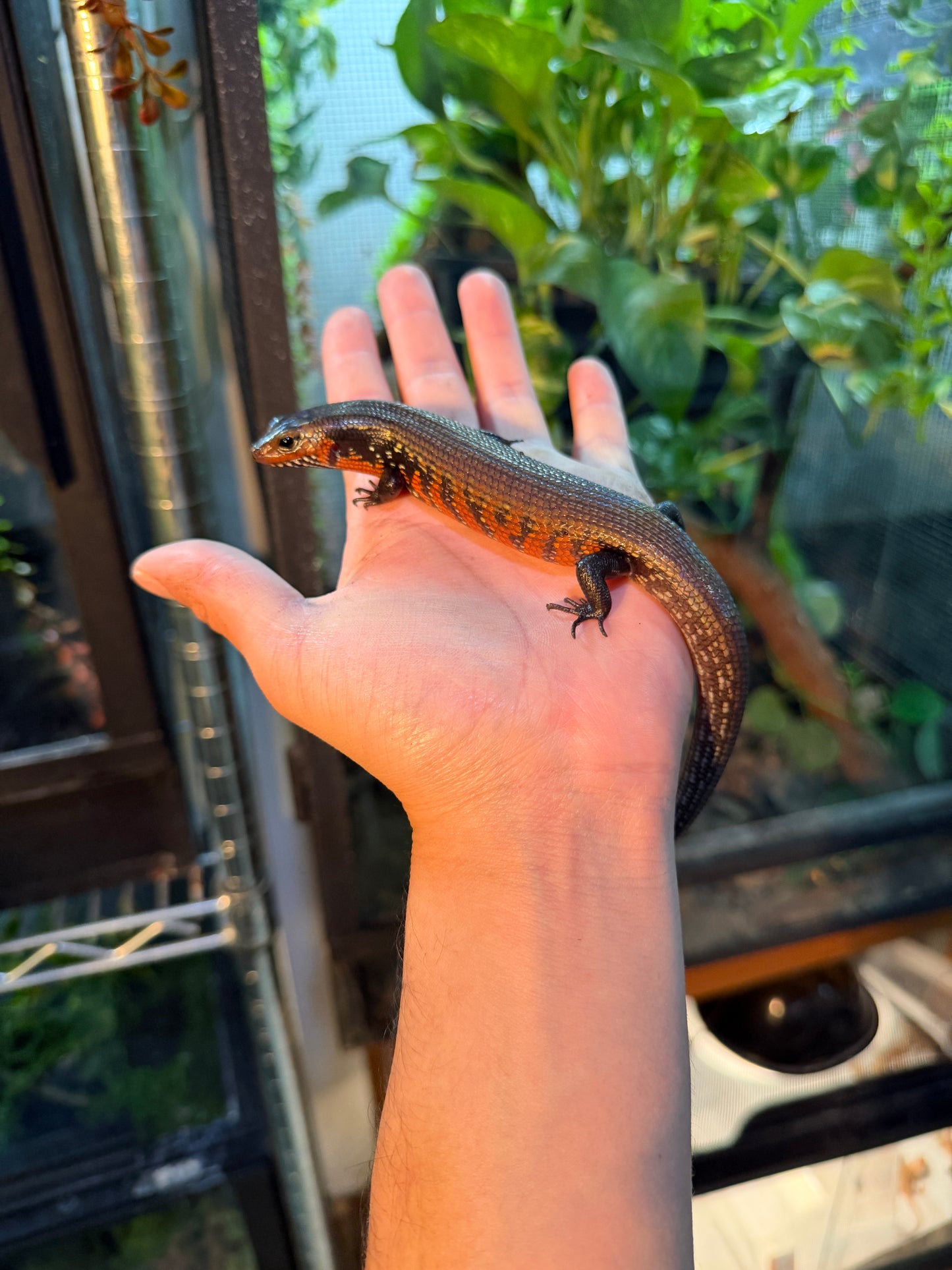 SKINK DE FUEGO 6174 NACIDO EN CAUTIVERIO CON APROVECHAMIENTO EMITIDO POR SEMARNAT