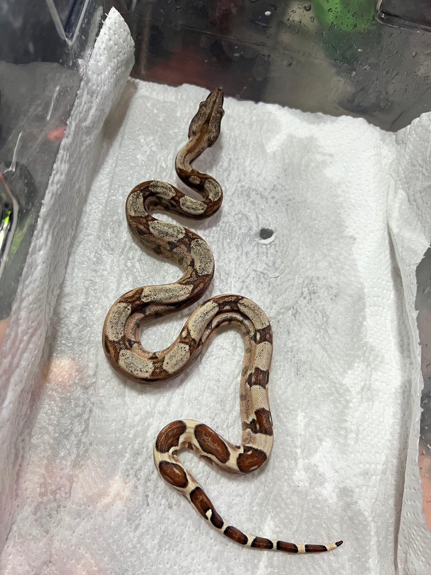 BOA COLOMBIANA HYPO 50% het KHAL ANERY MACHO 18/49