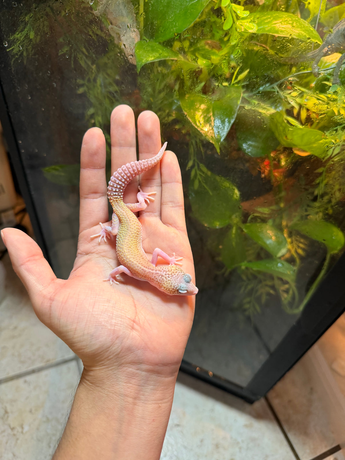 GECKO LEOPARDO RAPTOR INCUBADO PARA MACHO 82