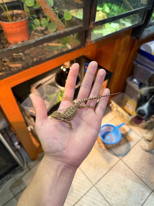 DRAGÓN BARBUDO HYPO 4P