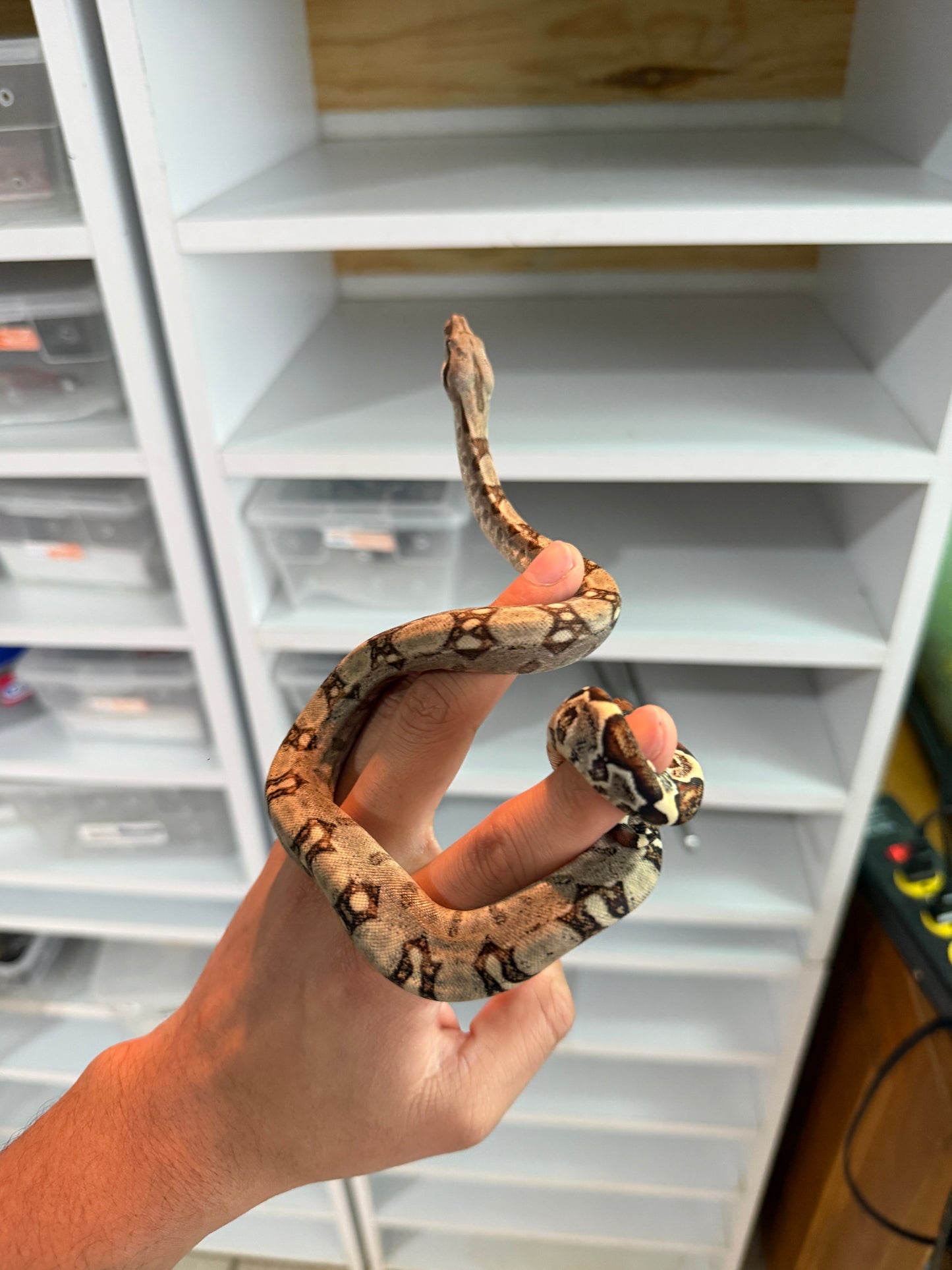 BOA COLOMBIANA MACHO HET KHAL M3