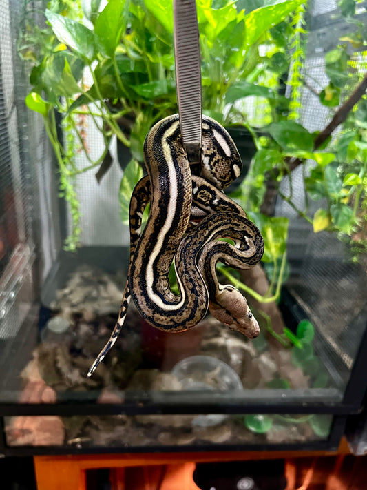 PITON RETICULADA TIGER 100% HET PIED MACHO 50cm aprox. 04-02