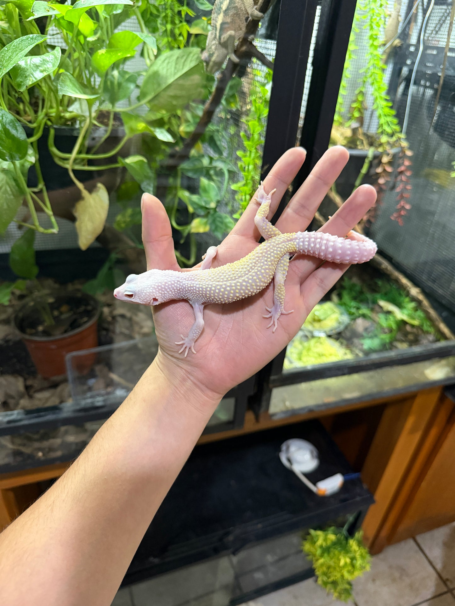 Gecko leopardo DIABLO BLANCO macho 4