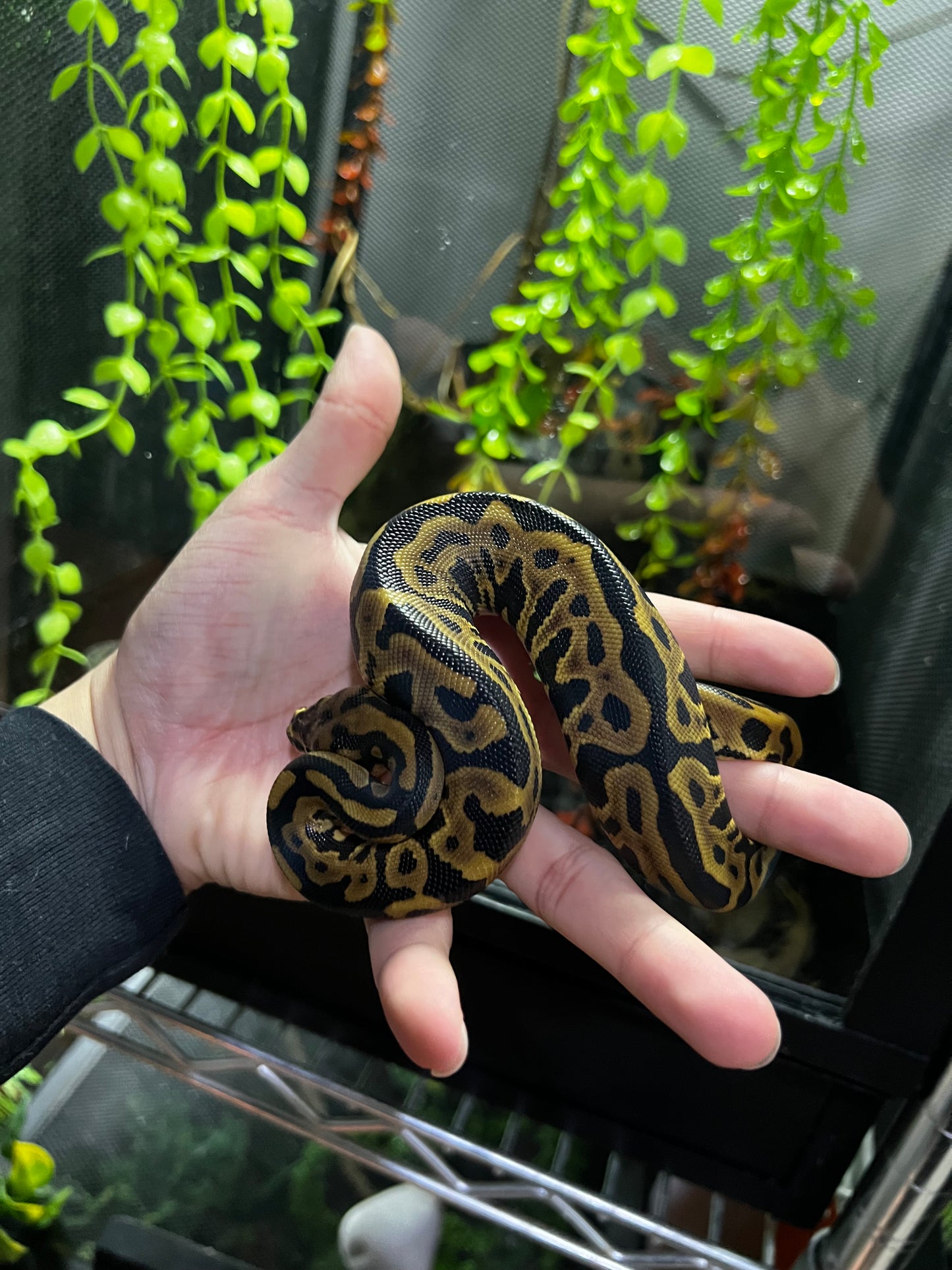 SPOTNOSE LEOPARD HEMBRA 45