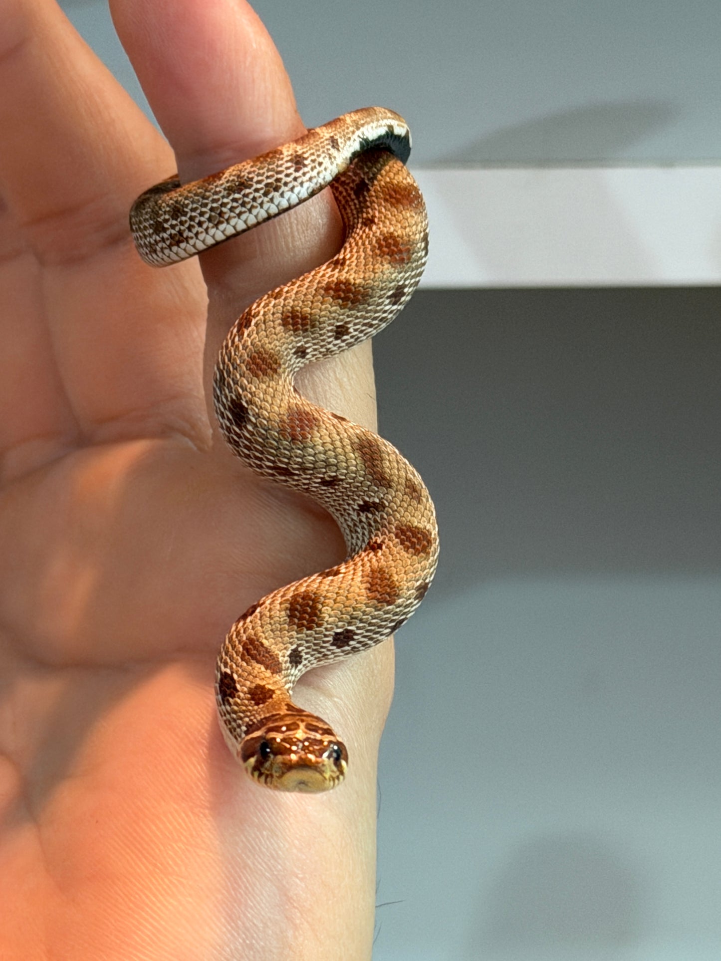 SERPIENTE NARIZ DE CERDO (HOGNOSE) CONDA MACHO