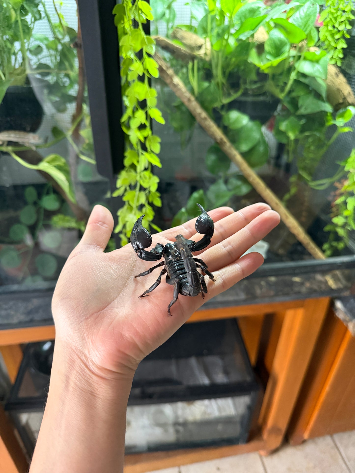 Escorpión asiático