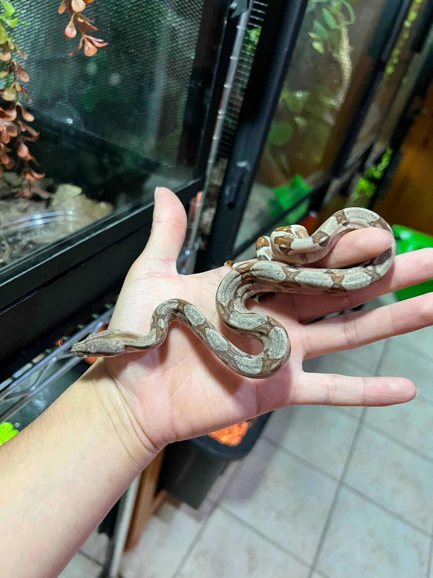 BOA COLOMBIANA HYPO 50% het KHAL ANERY MACHO 18/49
