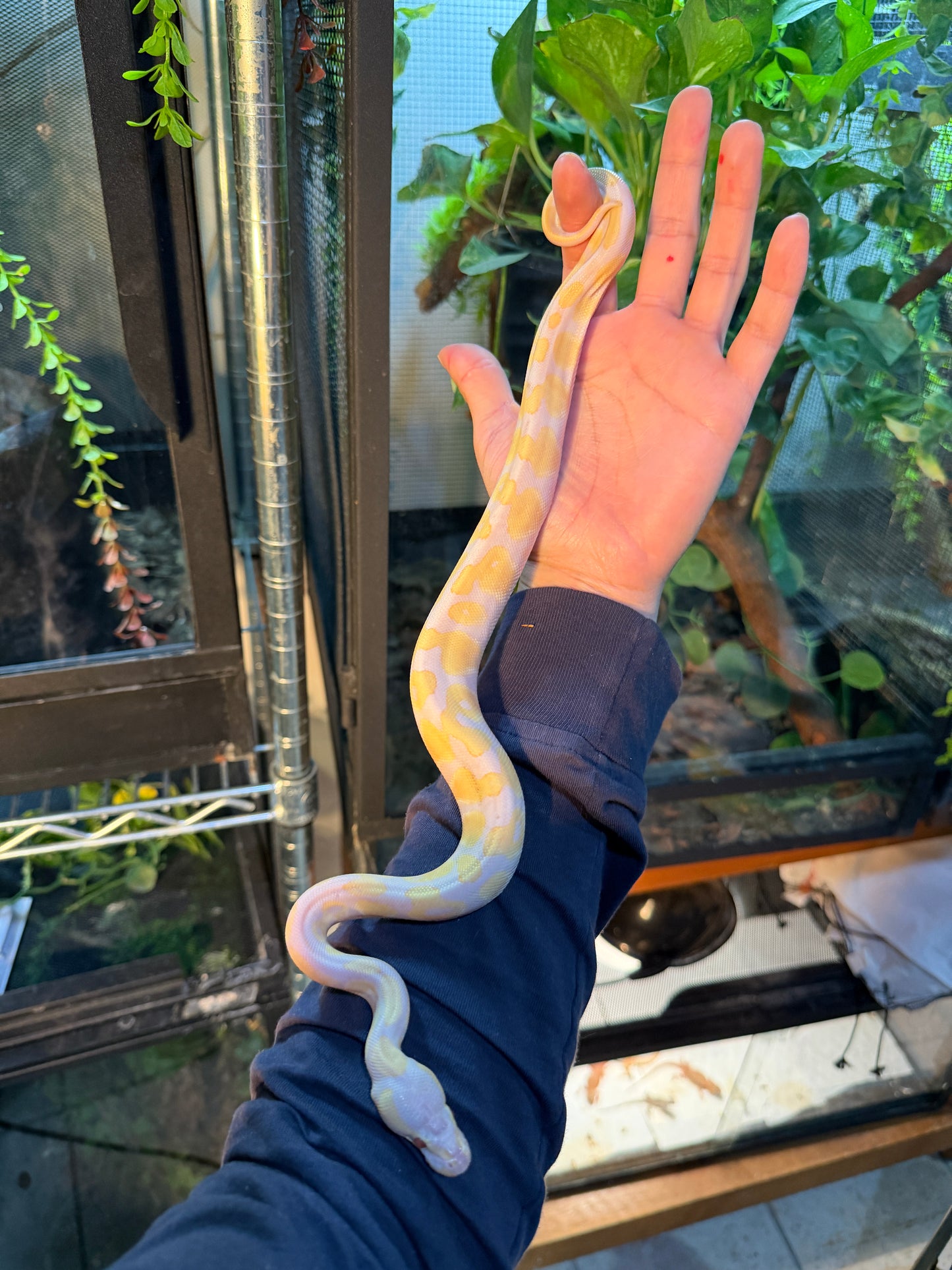 LAVENDER ORANGE DREAM MACHO