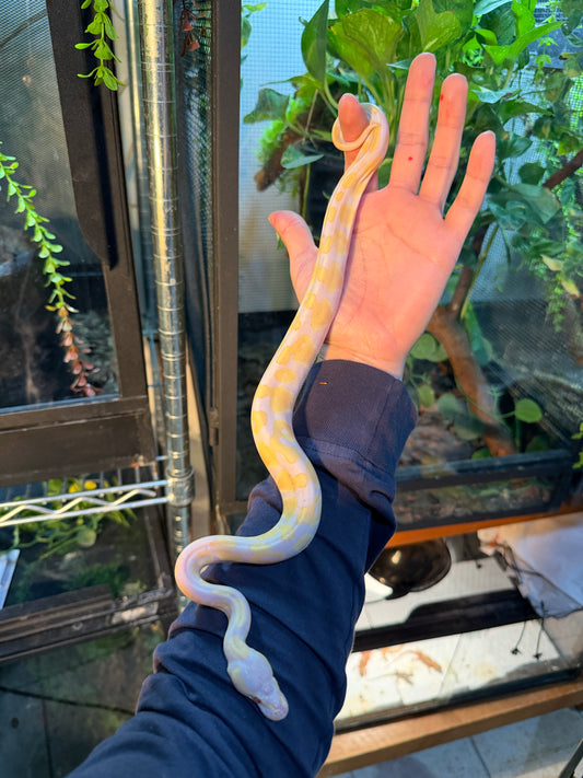 LAVENDER ORANGE DREAM MACHO