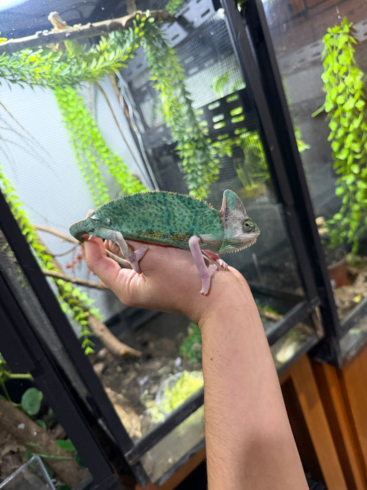 CAMALEÓN DE VELO HIGH TRANSLUCENT MACHO