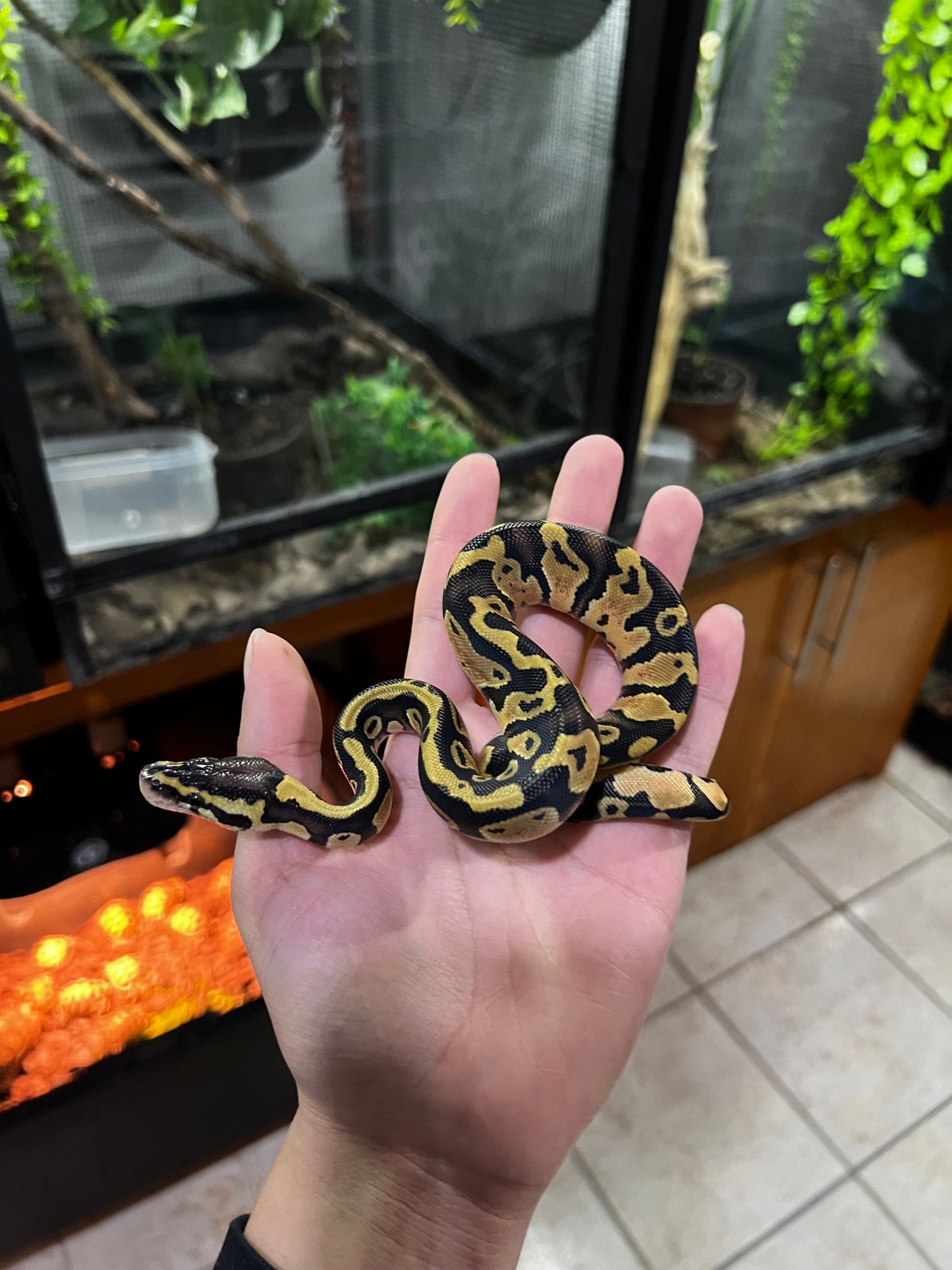 PASTEL MACHO 65 (2)