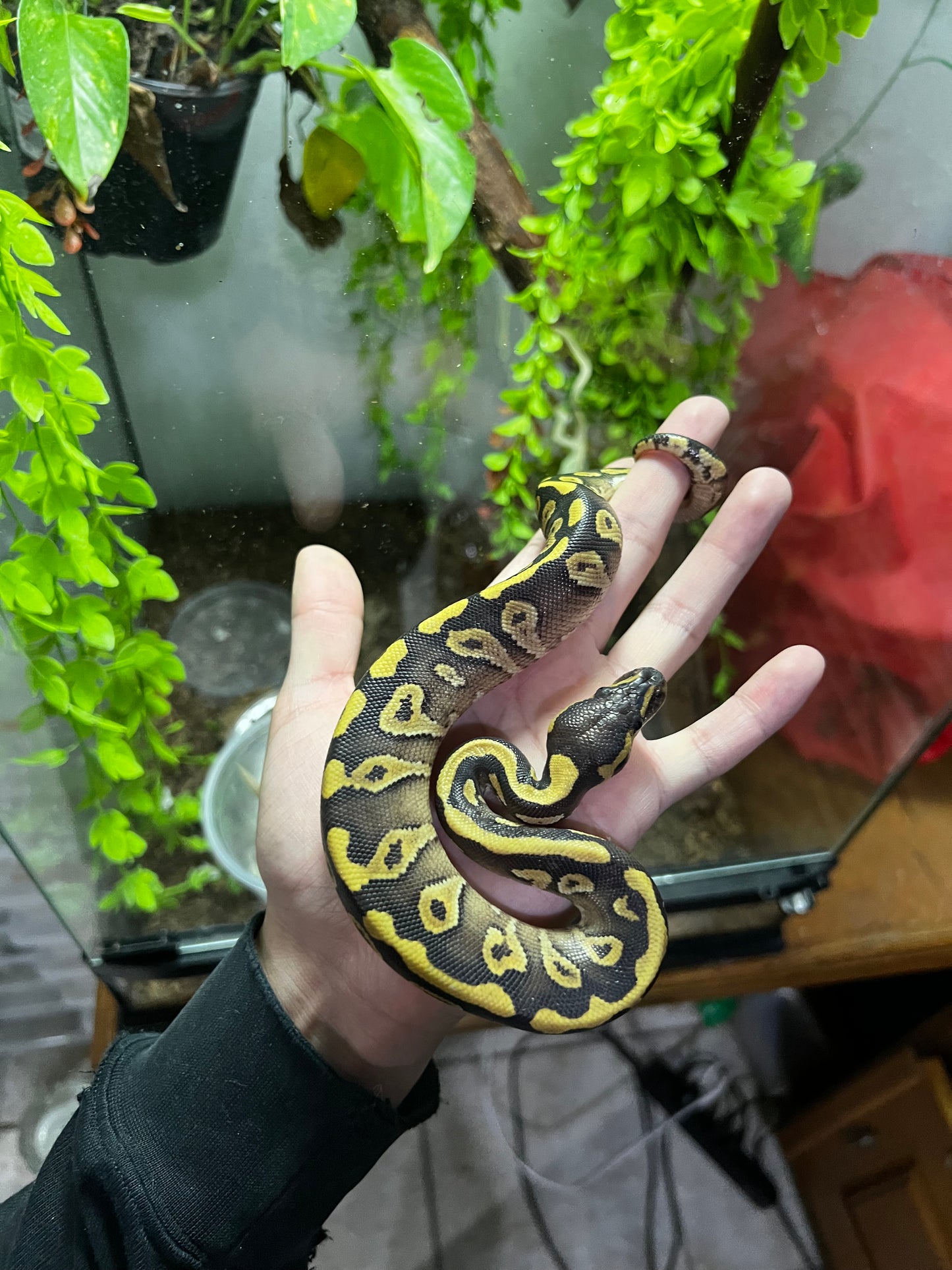 MOJAVE YB HET CLOWN MACHO 72