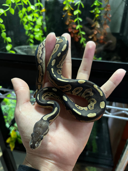 CINNAMON HEMBRA 44