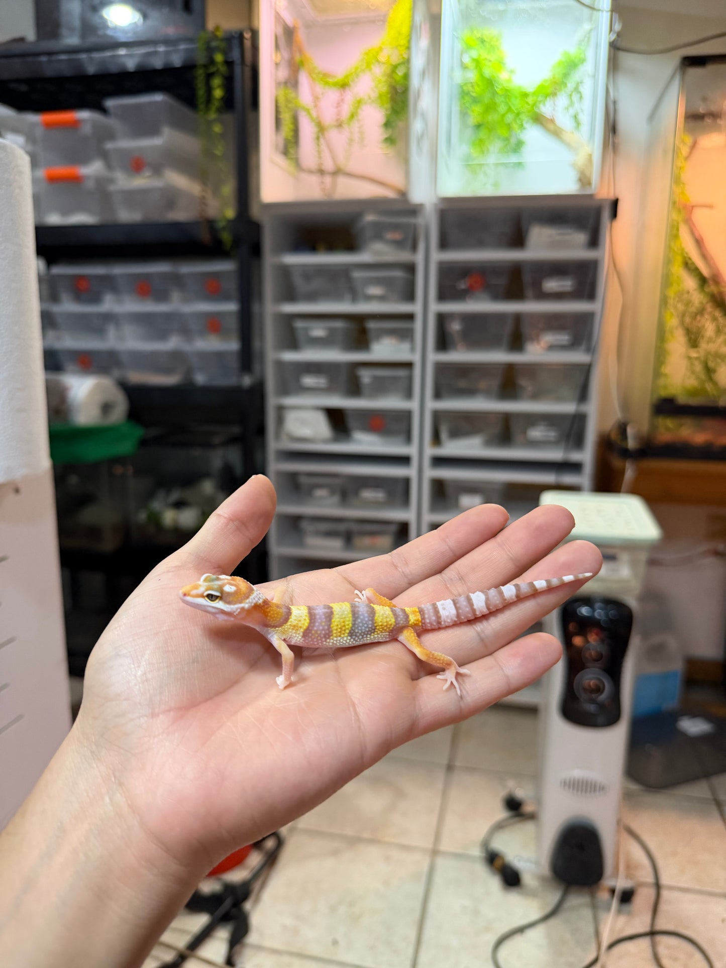 GECKO LEOPARDO RAINWATER MACHO 044