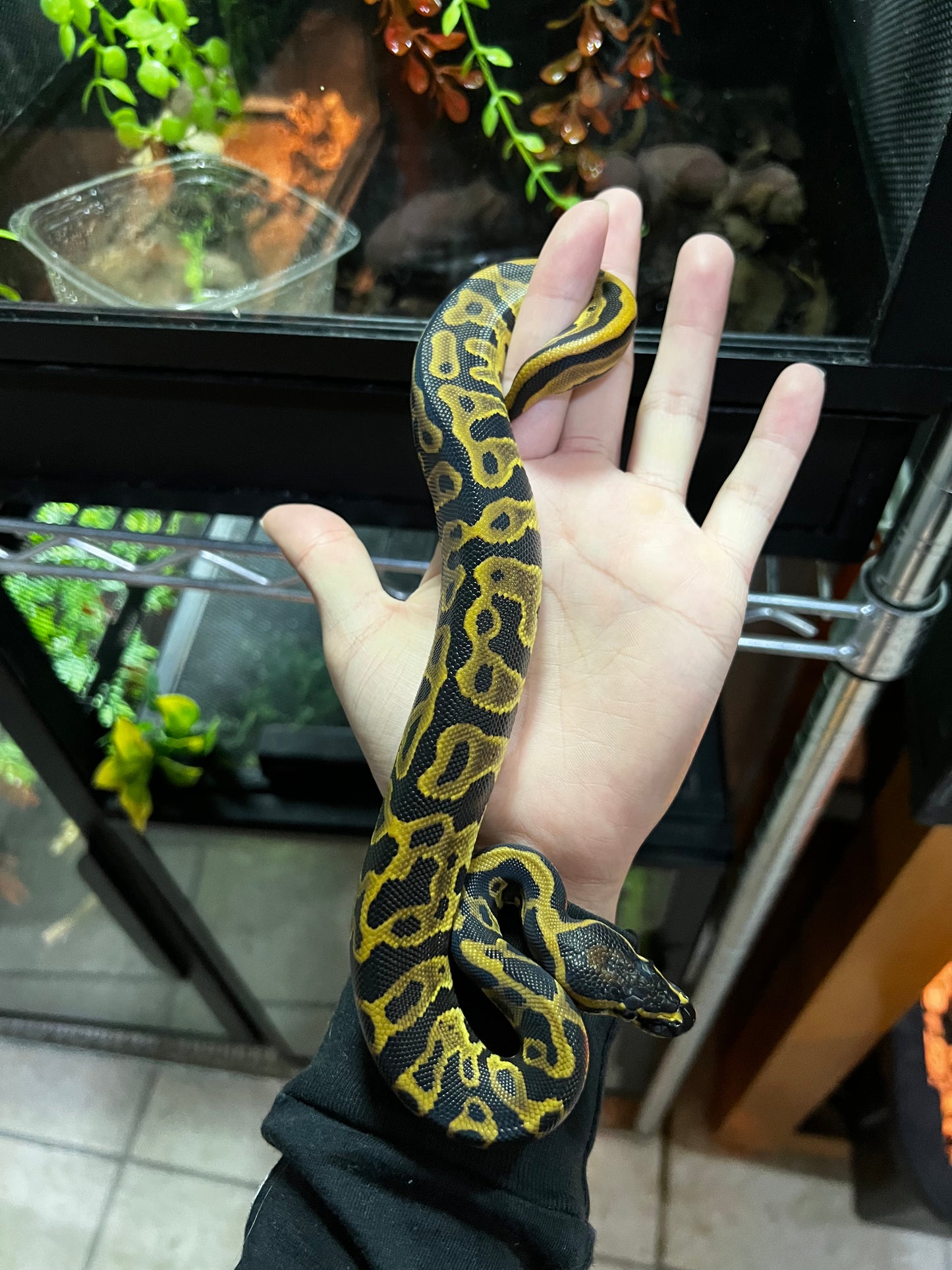 LEOPARD MACHO 43