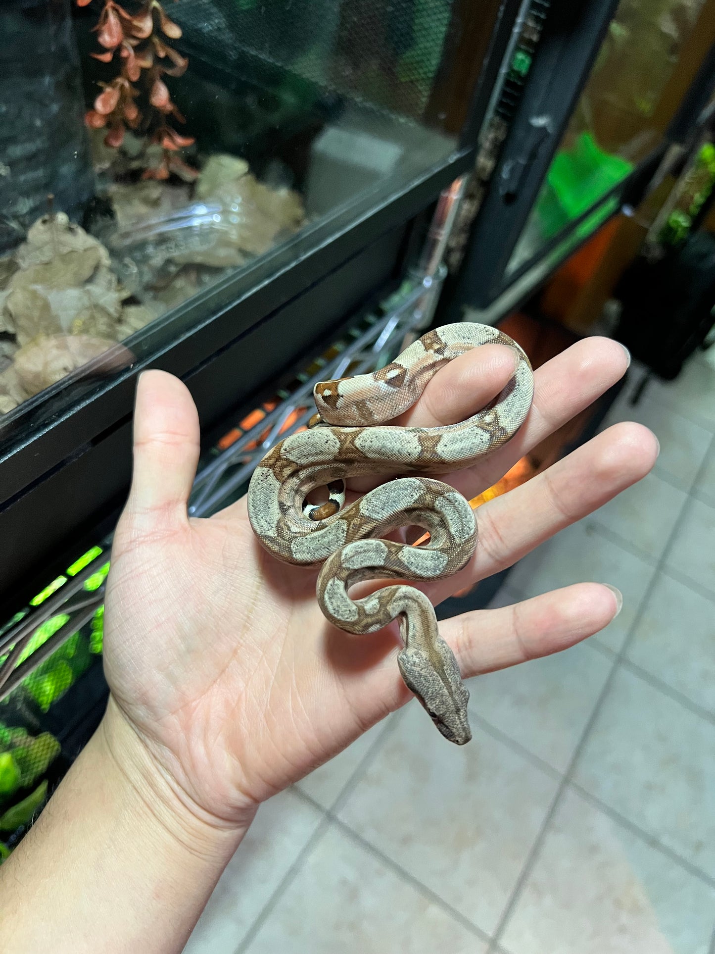 BOA COLOMBIANA HYPO 50% het KHAL ANERY MACHO 18/49
