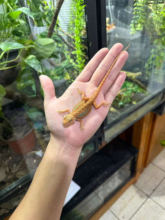 Dragón barbudo rojizo HYPO blue bars