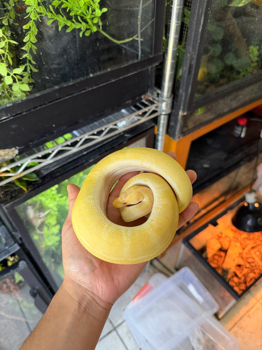 PITON BOLA PINSTRIPE ALBINO HET PIED HEMBRA 2 (CON MICROCHIP)